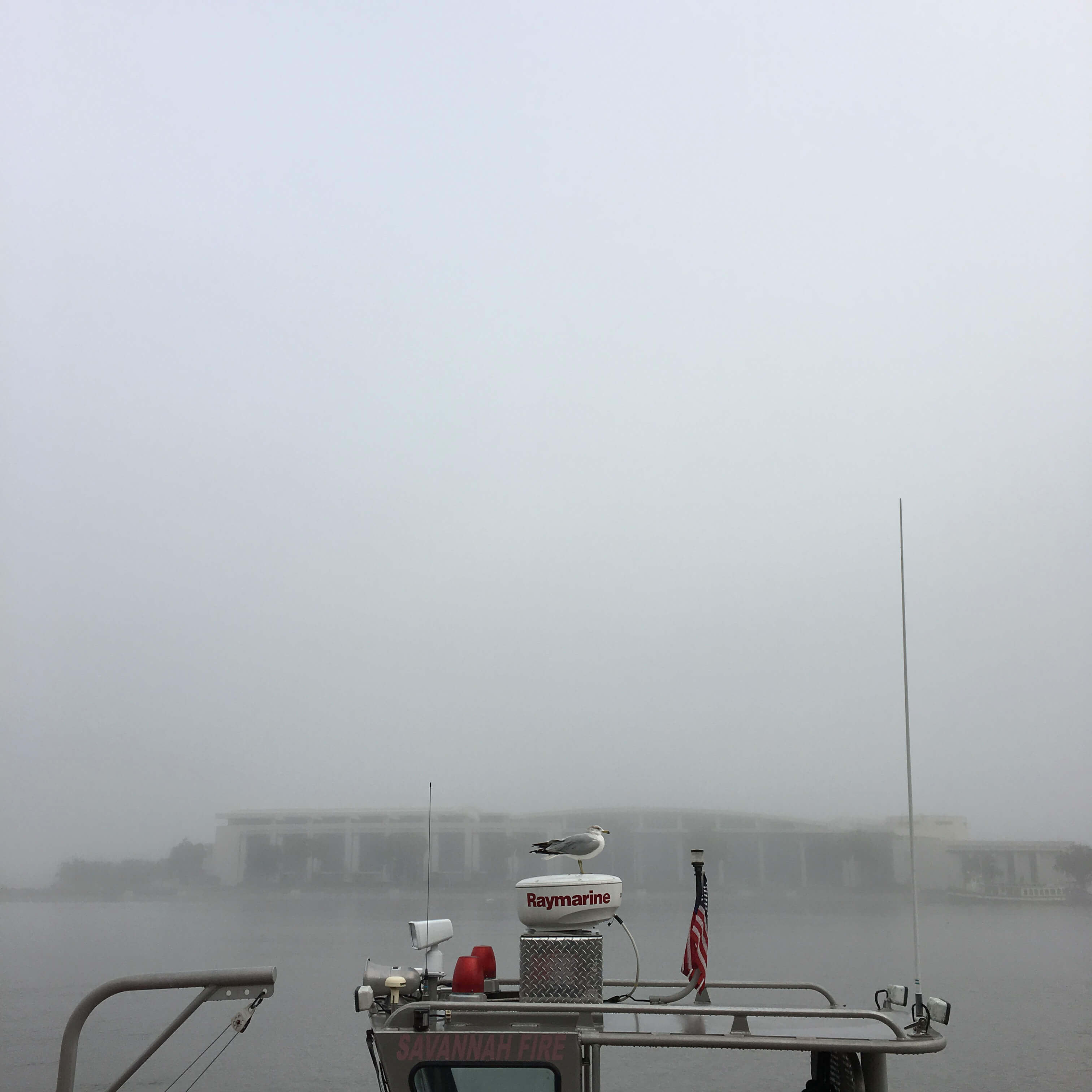 bird on ship